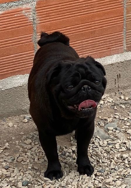 Nougat dit bouille Du rocher de la gareliére